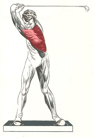 muscles of arm. Left shoulder girdle muscles