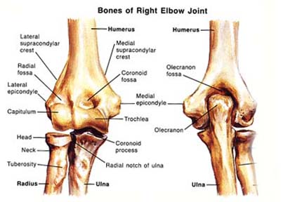 lateral epicondyle of the humerus