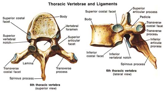 Cervical Vertebrae Diagram